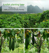 Natural Shower Loofah Sponge, Organic Loofah, Loofah Body Brush Natural Mesh Sponge Exfoliating Body Scruber for Removing Body Stains and Skin Deep Oil, Unclog Pores 3 pcs