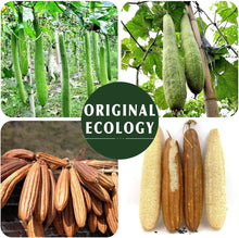 Natural Loofah Sponge Exfoliating Body Scrubber (3 Pack),Made with Eco-Friendly and Biodegradable Shower Luffa Sponge, Loofah for Women and Men, Beige