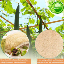 Natural Loofah Sponge Exfoliating Body Scrubber,Exfoliating Loofah Sponge,2 Pcs Natural Loofah Shower,Shower Body Exfoliator Scrubbing Pads,Loofah Back Brush, for Women and Men,Shower