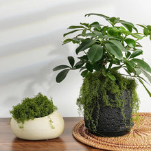 M Pelosa Artificial Moss  50g - Natural Dark Green Faux Moss - for Arts and Crafts, Christmas and Easter Decorations, Landscaping, Floristry and More  Non-Toxic