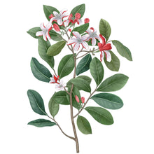 Carrire Frres Diffuser Tiare - Gardenia Tahitensis - 200 ml