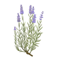 Carrière Frères Diffuser Lavender - Lavandula Angustifolia - 200 m