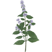 Carrière Frères Diffuser Spearmint - Mentha Spicata - 200 ml