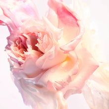 BVLGARI Rose Goldea Blossom Delight Eau De Toilette 50ml