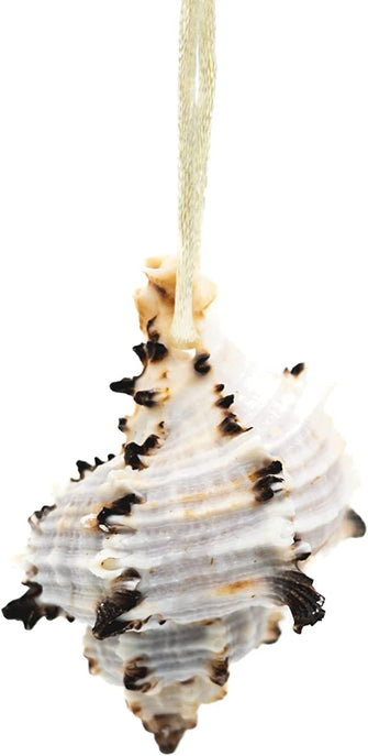 Natural Sea Shell Car Air Fresheners, Car Perfume Scent, Car Accessories (Breeze), 18, 9, 3.5 cm