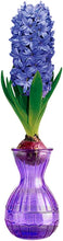 1 x Hyacinth in Glass Gift Kit – Spring Flowering Bulb – Fills Air with Sweet Perfume – Perennial – for Your Beautiful Home (1 x Pink Pearl)