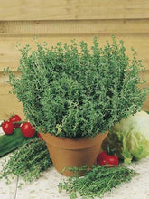 Erdem Garden Natural Anatolian Thyme Seed 1000 Pcs.  Seed