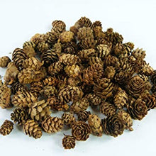 Larch cones - 125g/ approximately 98 pcs - Art Craft Natural Decoration