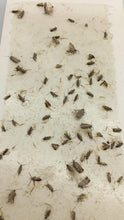 Ambush Pro CARPET AND CLOTHES MOTH TRAPS. 7 Pack of Toxin-Free, Sticky Pheromone Traps that attract and kill Carpet Moths and Clothes Moths.
