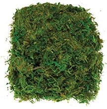 Baker Ross AV898 Dried Moss (Pack of 100G),Green, NA