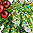 Glitter holly Christmas decoration 13cm